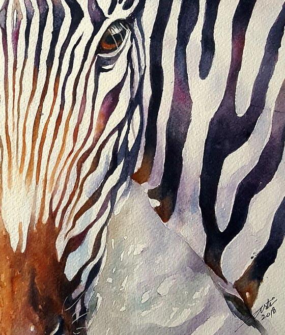 Zello_ Grevy's Zebra