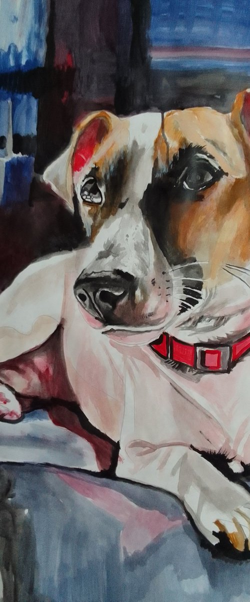 Jack Russell Terrier by Soso Kumsiashvili
