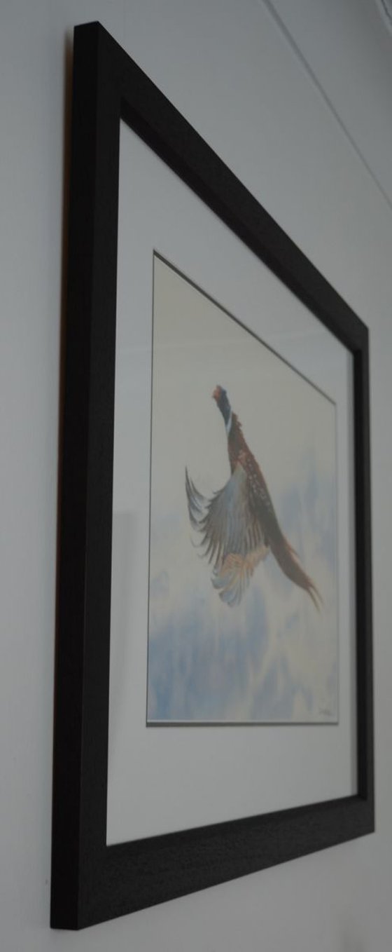 Pheasant Rising (Framed, ready to hang)