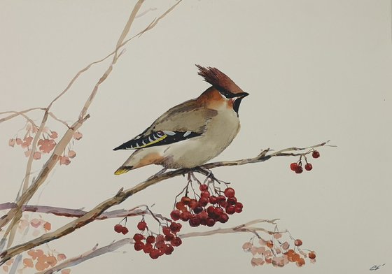 Waxwing