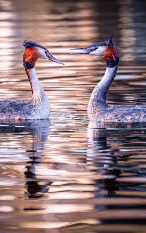 Great Crested Grebes Sunrise by Paul Nash