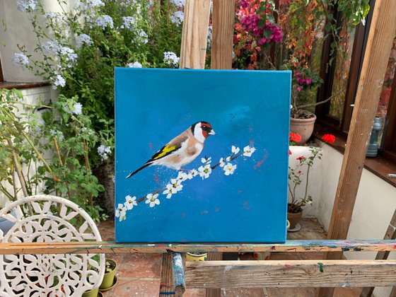 Goldfinch on Cherry Blossom