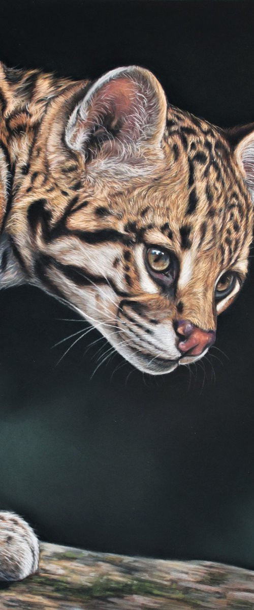 Ocelot by Tatjana Bril