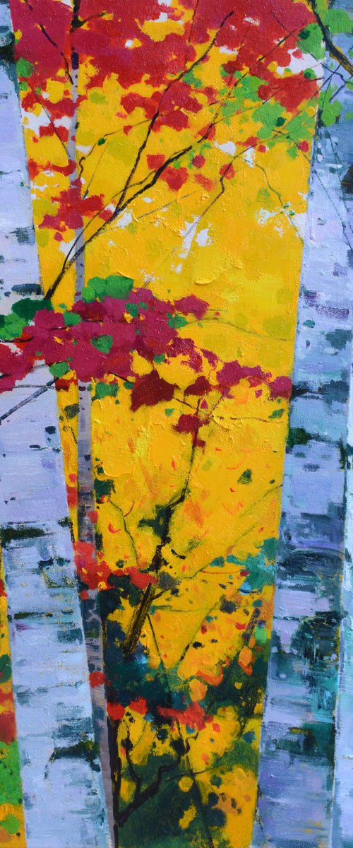 Birch trees forrest 071 by jianzhe chon