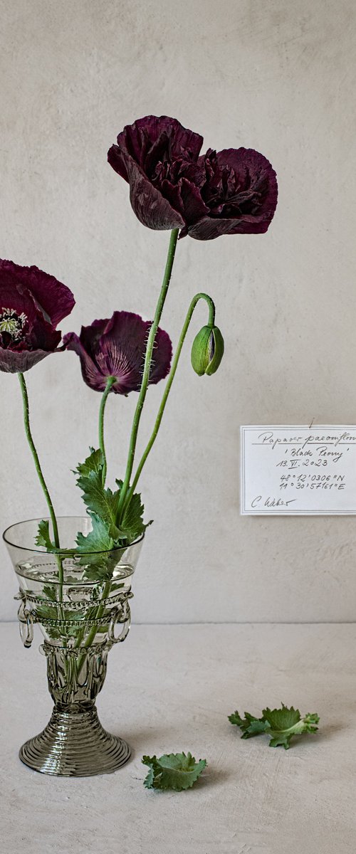 Lilium martagon by Cornelia Weber