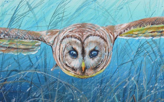 Barred Owl - Gliding