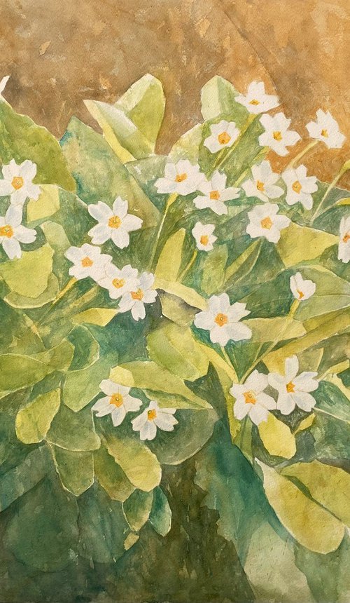 Primroses by Natalia Salinas Mariscal