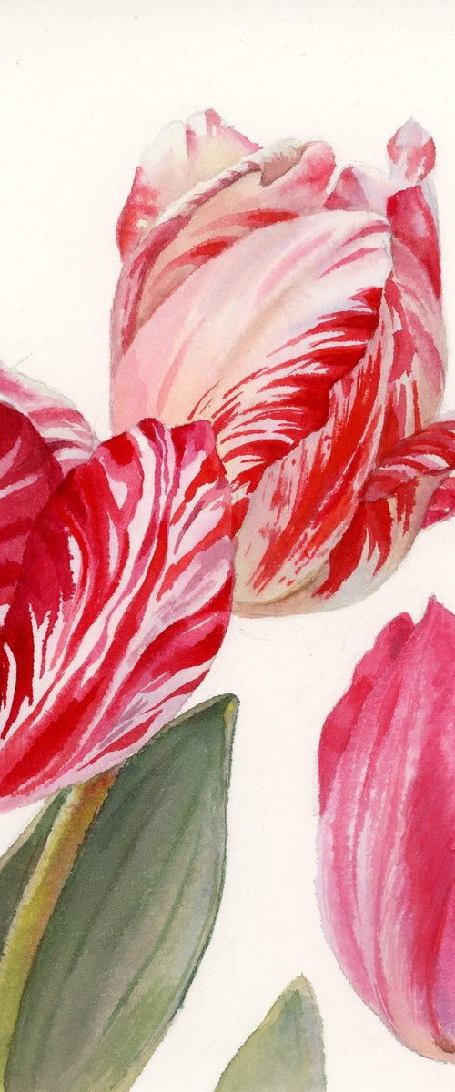 Variegated tulips by Yulia Krasnov