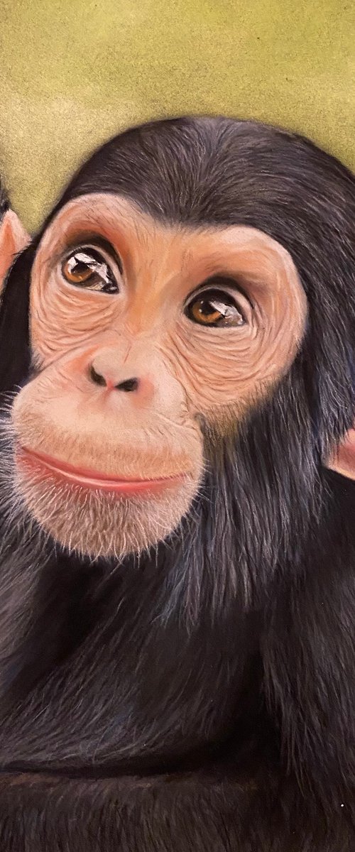 Chimpanzee by Maxine Taylor