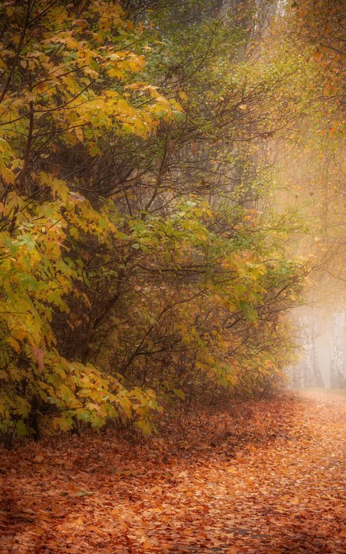 Autumn Calm III — Silent Path by Vlad Durniev