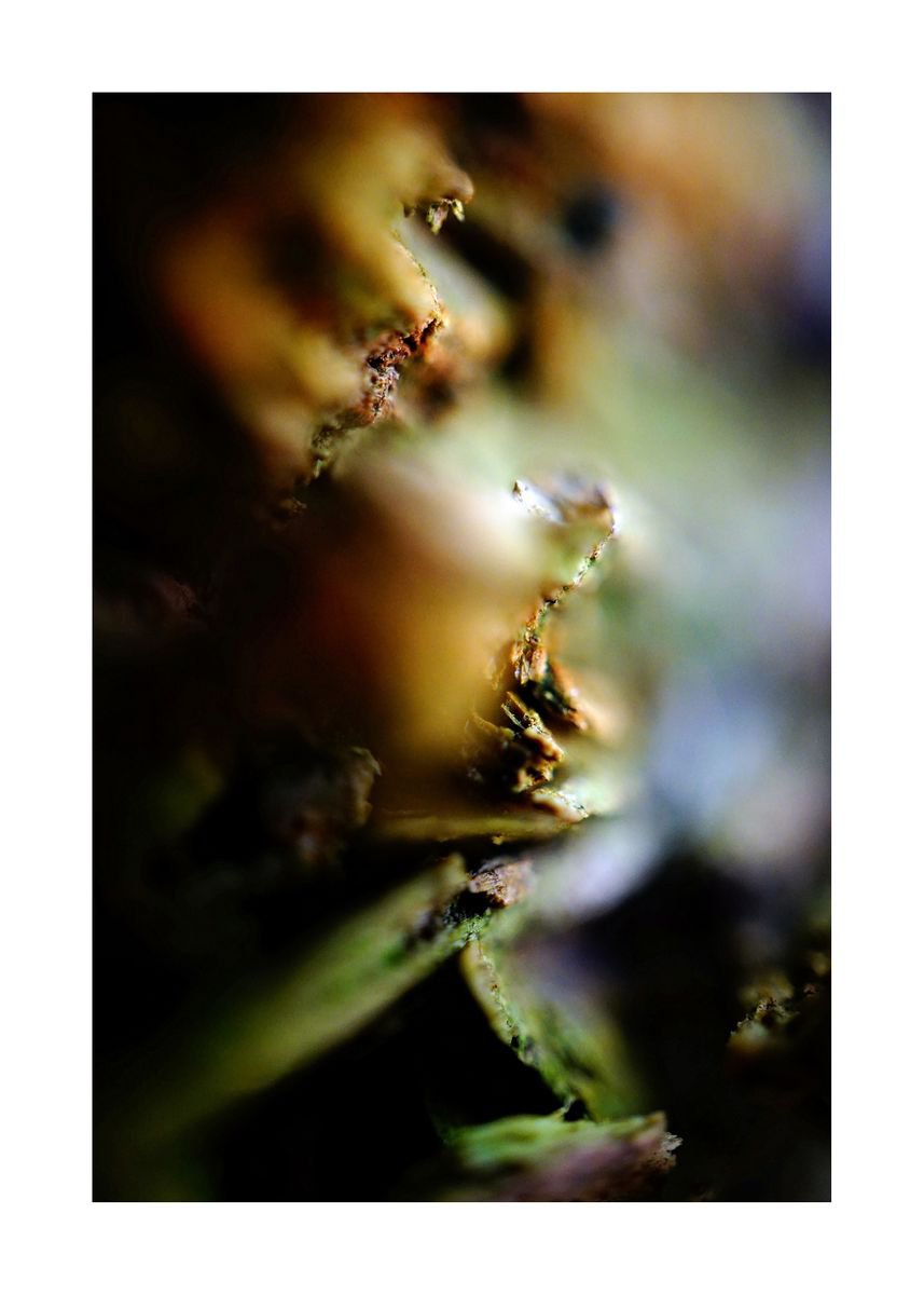Abstract Nature Photography 26 (LIMITED EDITION OF 15) by Richard Vloemans