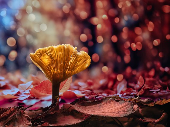 Autumn Mushroom