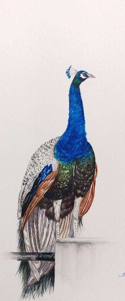 Peacock by Shweta  Mahajan