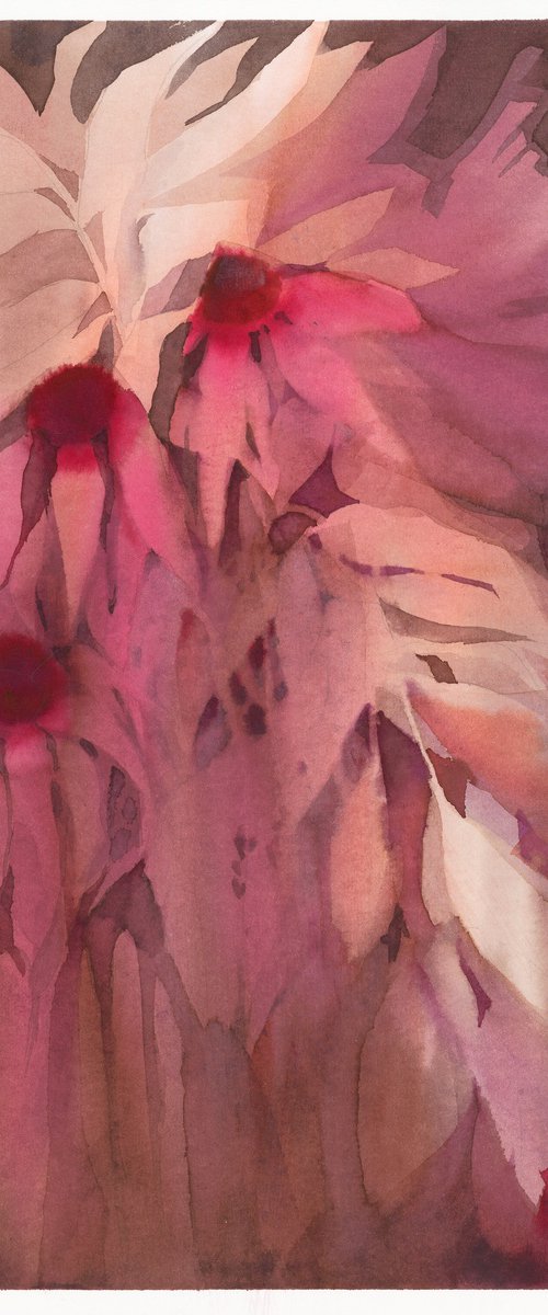 Echinacea by Barbara Székely