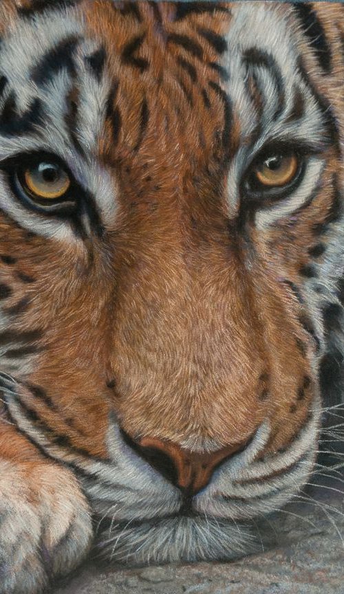 Resting tiger by Tatjana Bril
