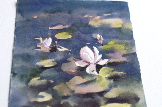 Water lilies, River flowers, White on dark blue