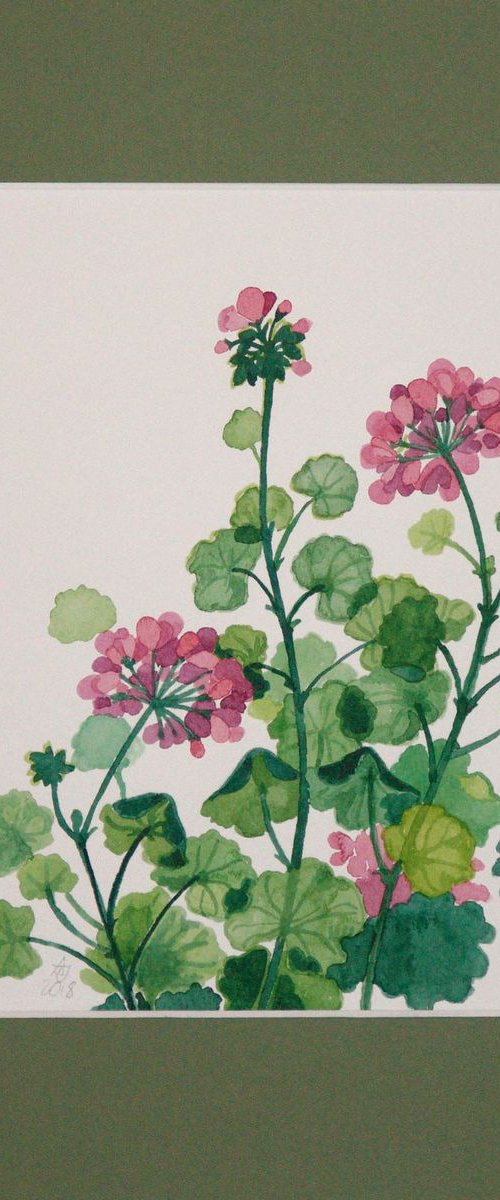 Pink geraniums 🌸 by Jolanta Czarnecka