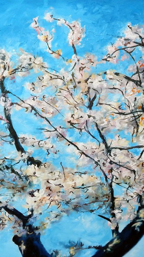 Fresh Cherry Blossom by Richard Freer