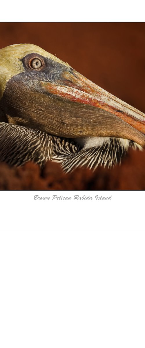 Brown Pelican Galapagos Islands by David Ireland LRPS