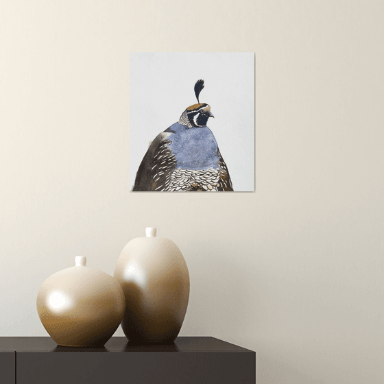Portrait California quail Male