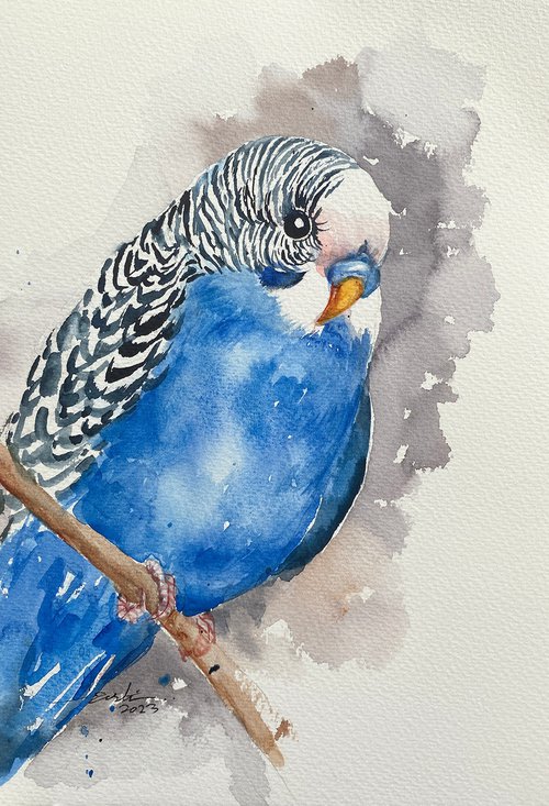 Blue Budgie Bella by Arti Chauhan
