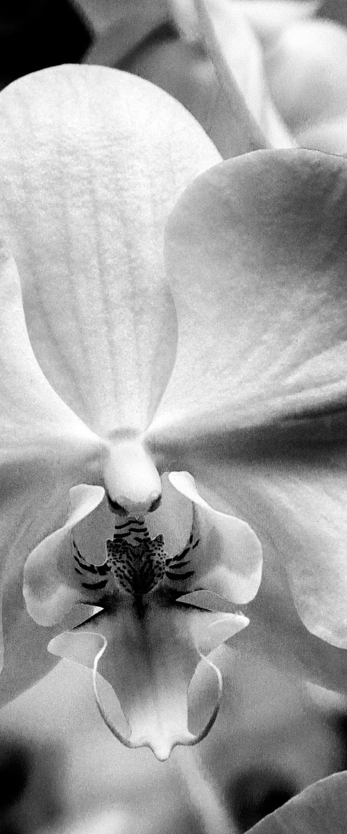 CROSS ORCHID Landers CA by William Dey