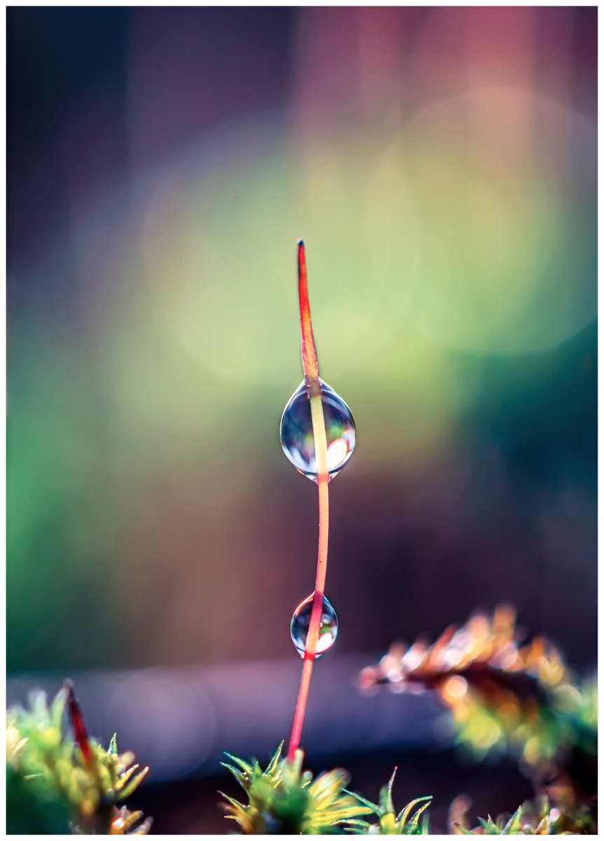 Be bold - you are beautiful! - macro photography of moss sporophyte with the raindrops in... by Inna Etuvgi