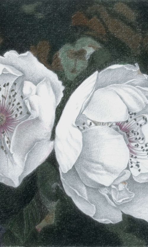 WHITENESS by Nives Palmić