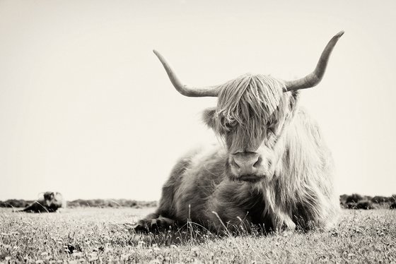 Long Horned Highland Cow