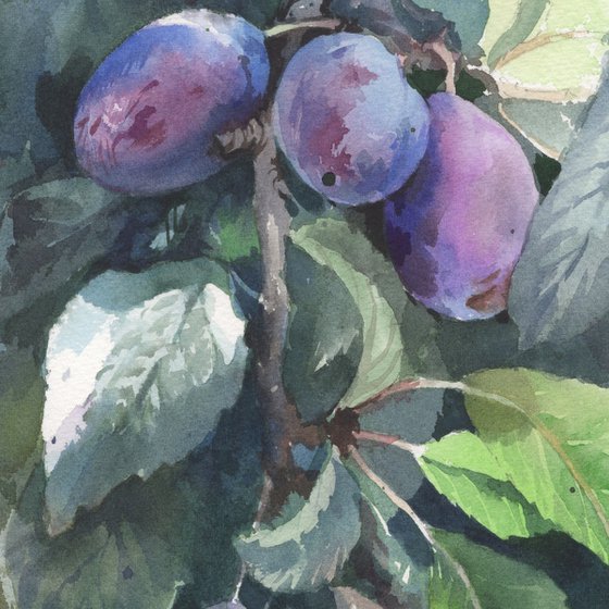 Sweet plums