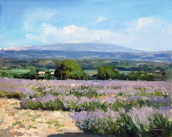 Lavender Field near the Ventoux