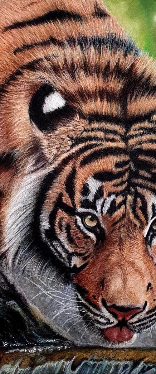 Drinking Tiger by Silvia Frei