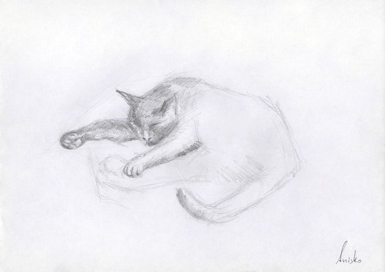 Cat Study 2