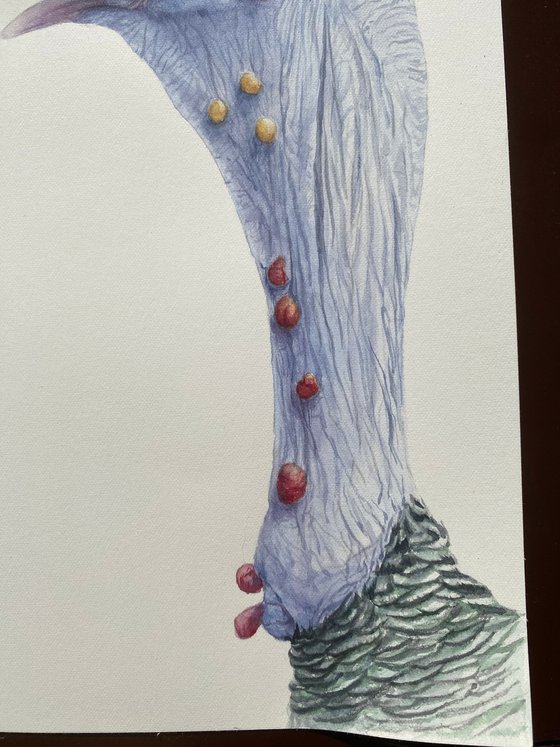 Ocellated turkey, bird