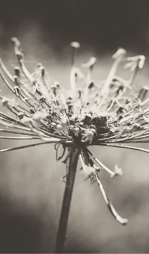 Nature's Decay by Abba Richman