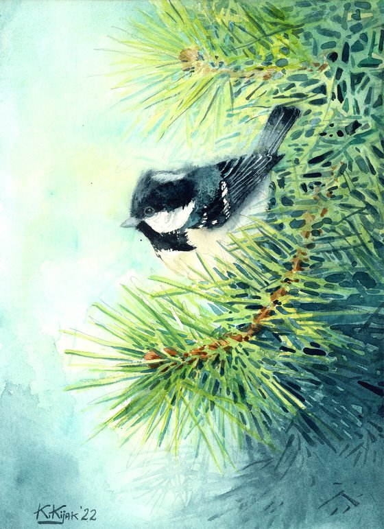 Coal Tit on pine branch