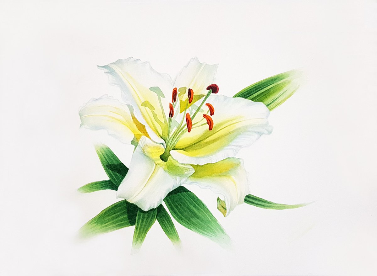 White Lily flower - Original watercolor painting by Svetlana Lileeva