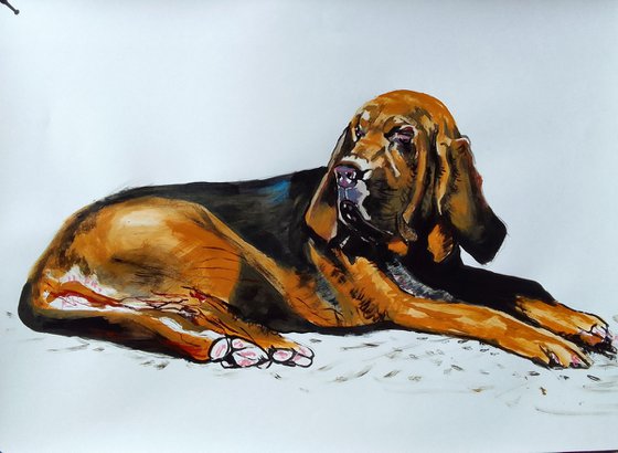 Bloodhound