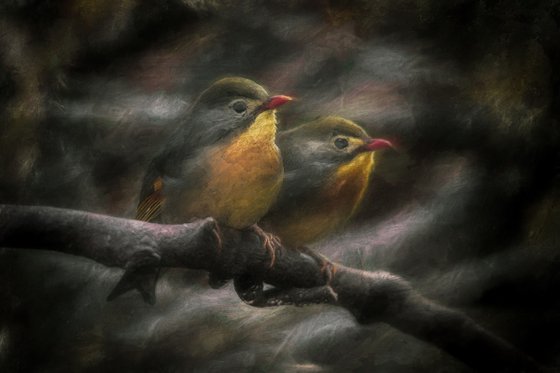 Exotic Robins Textured