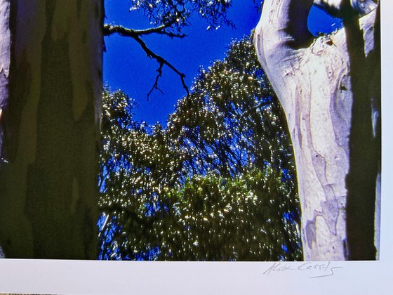 Snow Gum Canopy