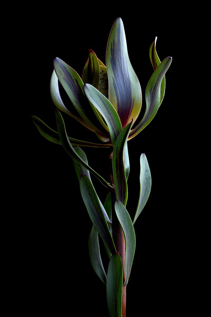 Botanical Photograph By Nadia Culph, 24 X 35", Burgundy Blaze Leucadendron, Original Artwork