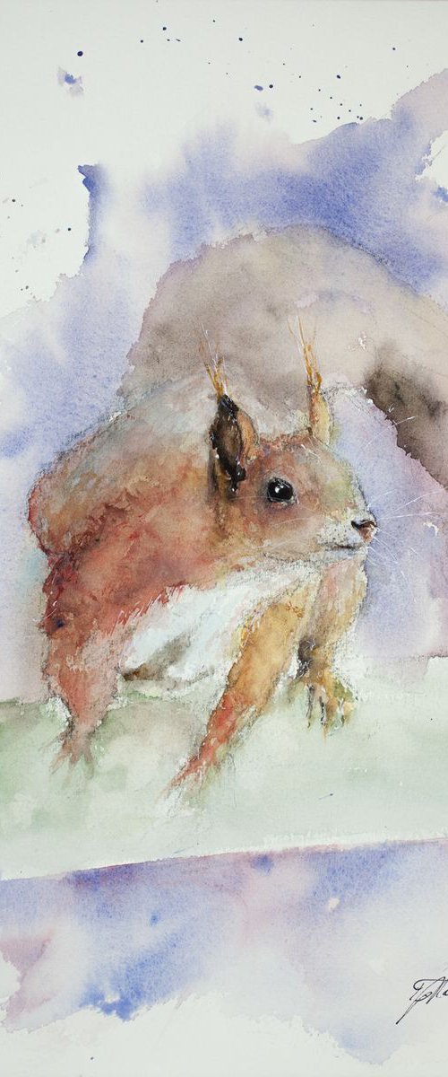 Red Squirrel by Tomasz Mikutel