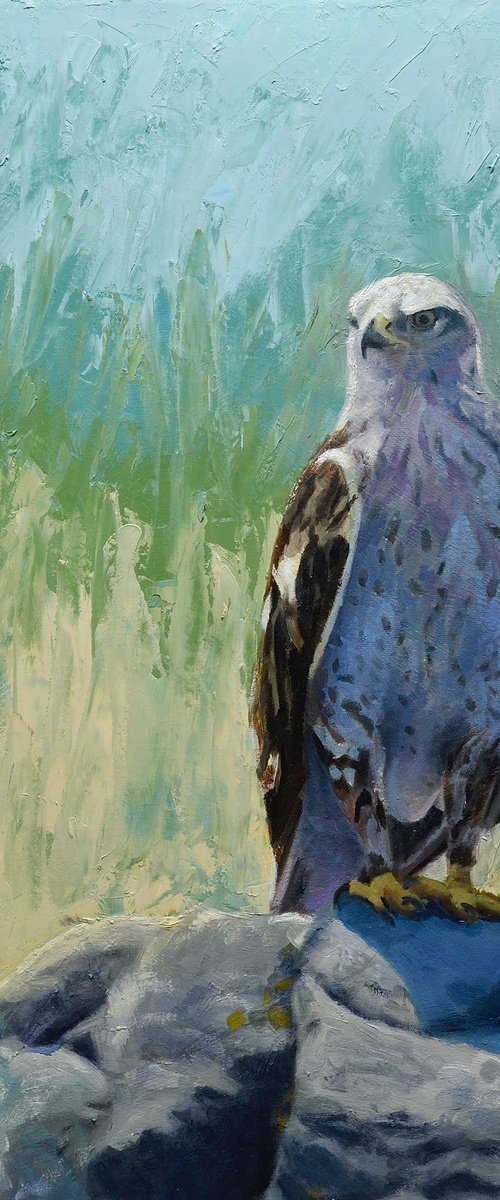 Ferruginous Hawk by Jason Edward Doucette