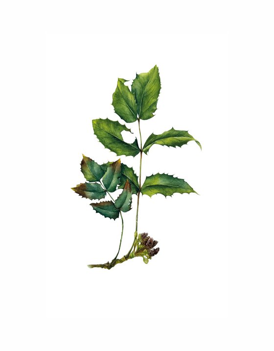 Mahonia Painting