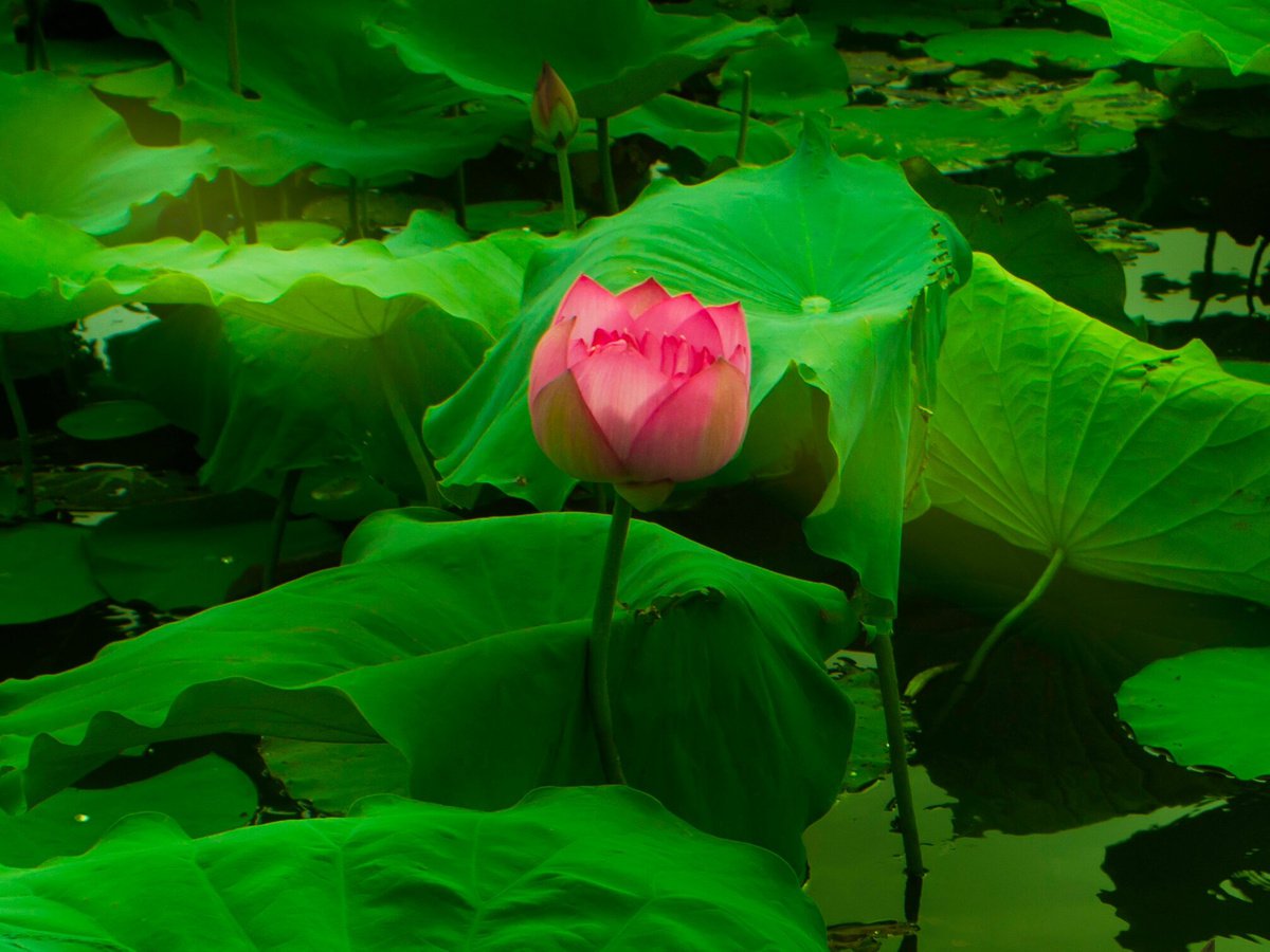 The Lotus Flower (Framed) by Viet Ha Tran