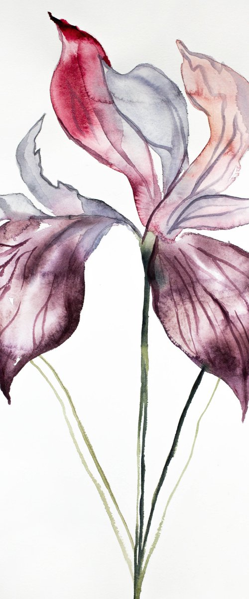 Iris No. 102 by Elizabeth Becker