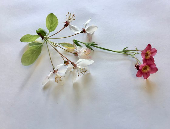 Saxifrage and Crabapple