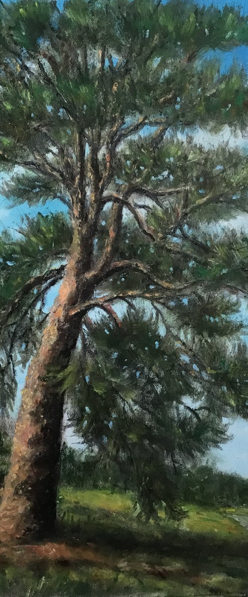 The OLD RUGGED PINE - oil 13X10 by Kathleen McDermott