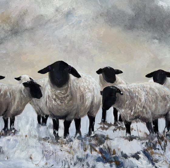 Black Face Sheep Winter