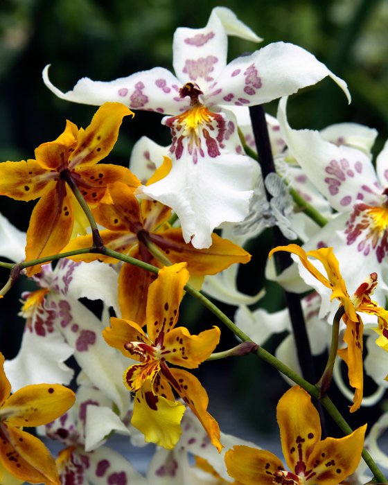 WHITE GOLDEN ORANGE ORCHIDS